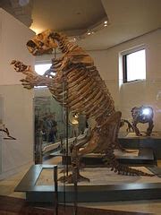 Category:Lestodon fossils - Wikimedia Commons