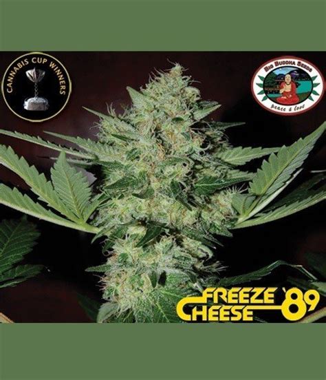 Freeze Cheese '89 - Strain Information - CannaConnection