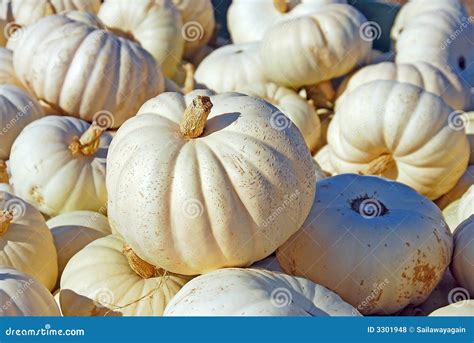 White Pumpkins On Display Outside At A Farm Market Royalty-Free Stock Image | CartoonDealer.com ...