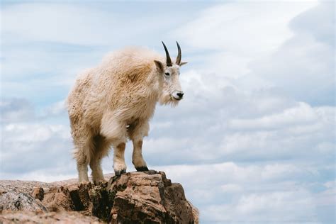 In Our Backyard: Mountain Goat - Thompson-Nicola Conservation Collaborative