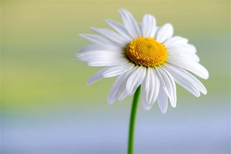 Marguerite White Flower - Free photo on Pixabay