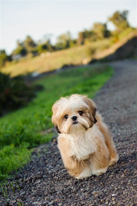 22 Best Hypoallergenic Dogs - Top Dog Breeds That Don't Shed Fur