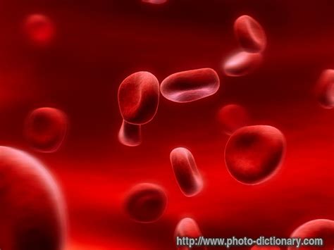 blood cells - photo/picture definition at Photo Dictionary - blood ...