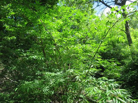 Red elderberry – AWES | Agroforestry and Woodlot Extension Society of Alberta