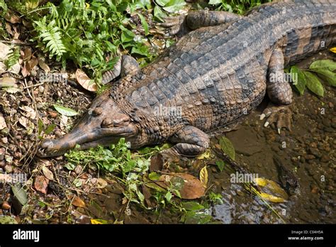 False Gharial, Malayan fresh water crocodile Stock Photo - Alamy