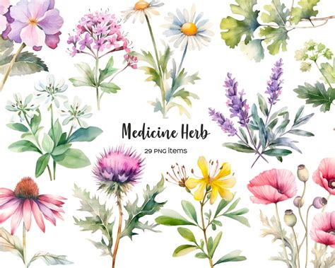 Watercolor Medicine Herbs Clipart. Herb Flower PNG. Medicinal Plants ...