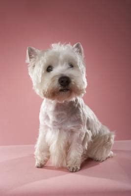 Grooming Styles for a Westie | Dog Care - Daily Puppy