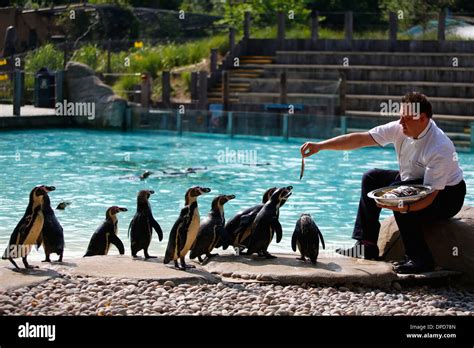 ZSL London Zoo Stock Photo - Alamy