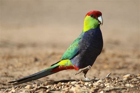 Red-capped Parrot | BIRDS in BACKYARDS