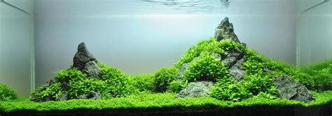 5 Ideas for Your Seiryu Stone Aquascape