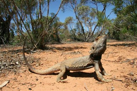 Bearded dragon in Australia | Bearded dragon, Bearded dragon funny, Bearded dragon care