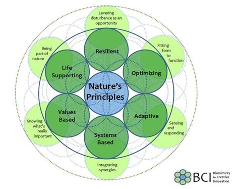 biomimicry-applying-natures-principles | Nature inspiration, Science ...