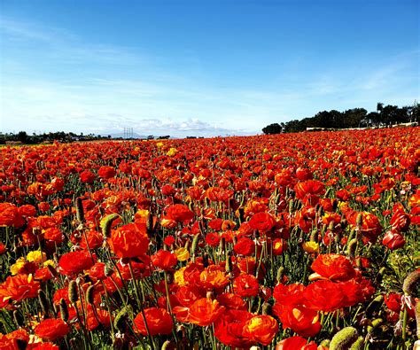 The Flower Fields in Carlsbad are so beautiful! : r/sandiego