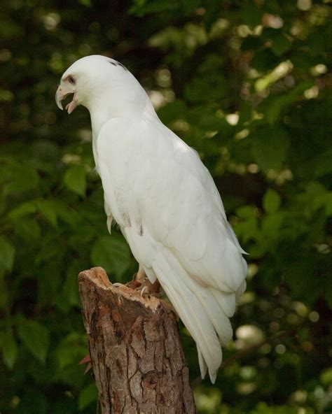 Leucistic Red Tailed Hawk #awesome | Albino, British birds of prey, Albino animals