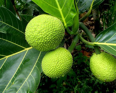 'Ulu Breadfruit: Facts and Culinary Uses - Dengarden