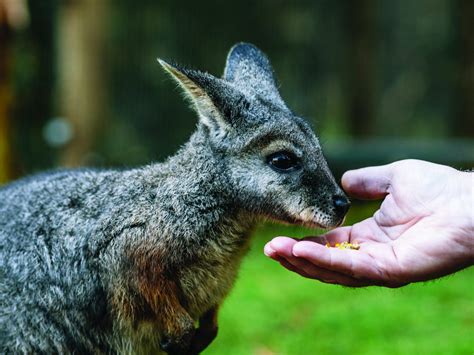 Moonlit Sanctuary Wildlife Conservation park - Sydney Melbourne Touring