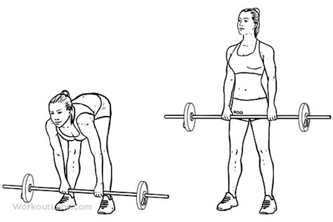 Stiff Legged Barbell Deadlift | Illustrated Exercise guide - WorkoutLabs