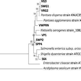 Phylogenetic tree constructed using the MEGA software version X. At ...