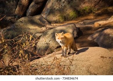 Red Fox Natural Habitat Stock Photo 734834674 | Shutterstock