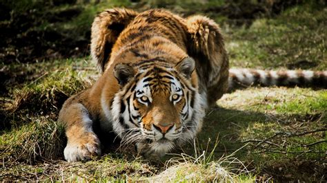 Tiger Hunting (#1932979) - HD Wallpaper & Backgrounds Download