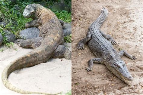 Komodo Dragon vs Crocodile: Differences And Similarities