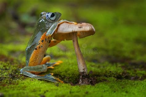 Green Frog Standing and Holding a Mushroom Stock Image - Image of agalychnis, habitat: 72290019