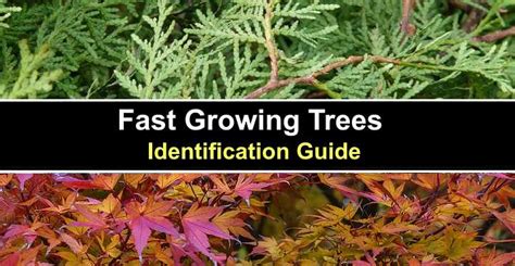 Fast Growing Trees (With Pictures) - Identification Guide