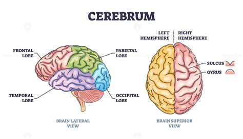 Cerebrum brain structure from lateral and superior view outline diagram ...