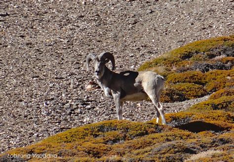 Wildlife in Ladakh or Wildlife of Ladakh Ladakh situated between 2500 m ...