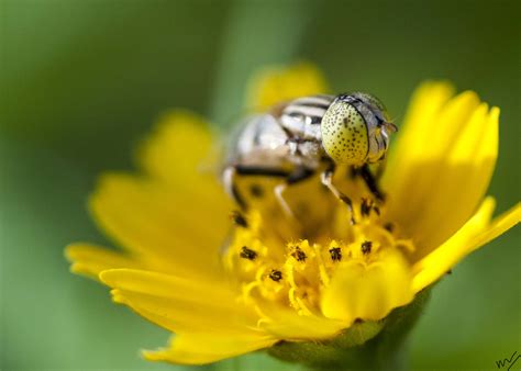 Pollination - HareeshClicks.Com