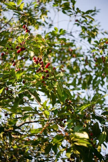 Premium Photo | Red berries on a tree