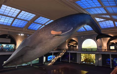 New Yorkers Can Now Get Vaccinated Under the Famous Blue Whale at the American Museum of Natural ...