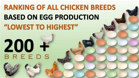 Chart For Egg Production