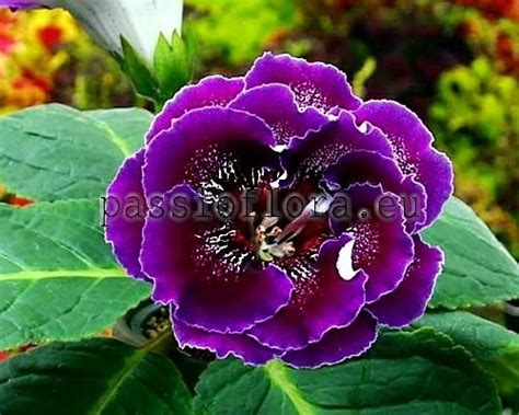 Gloxinia seeds - PF-Revelation - PassioFlora.eu - Beautiful and rare ...