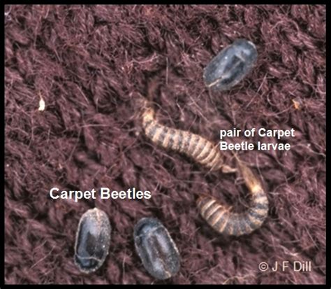 18+ Carpet Beetle Garden Images - Carpet Beetle New 2021