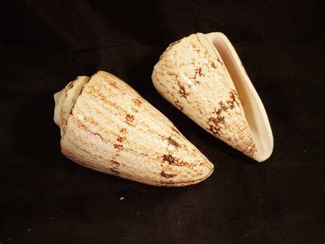 Cone Shell [Seashells - Natural] – Naturally Wild Australia