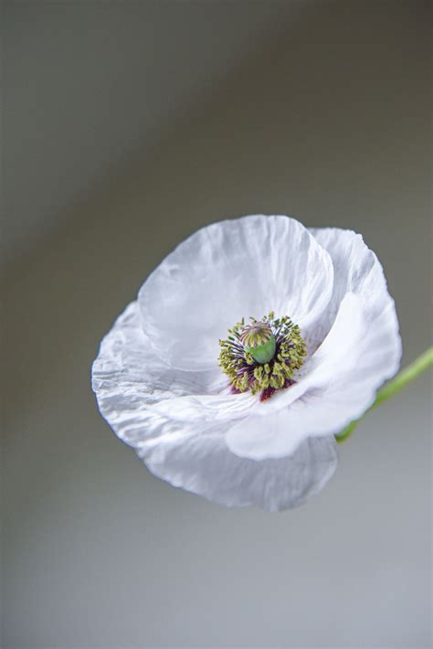 White Poppy | White poppy, Poppies, Beautiful flowers