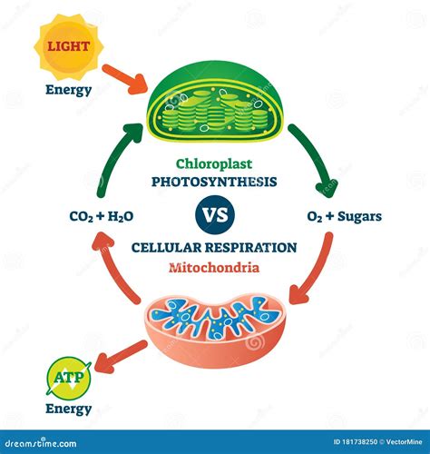 Mitochondria Cartoons, Illustrations & Vector Stock Images - 2999 Pictures to download from ...