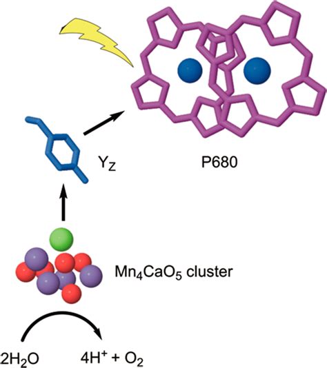 Electron transfer from the Mn 4 CaO 5 cluster to P680 mediated by... | Download Scientific Diagram