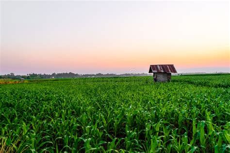 Sunrise Over the Corn Field Stock Photo - Image of spring, cloud: 148675756