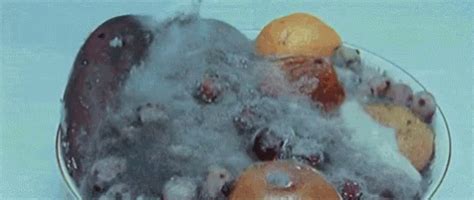 Moldy Fruit GIF - Moldy Fruit Mold - Discover & Share GIFs