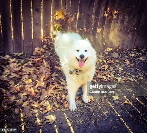 95 Fall Leaf Pile Dog Stock Photos, High-Res Pictures, and Images - Getty Images