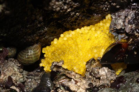 Sculpin eggs | June 2014 Humbug Mountain State Park, Oregon | Robyn ...