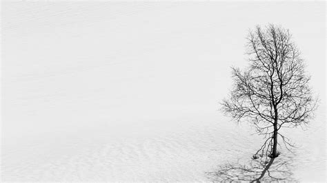 Download wallpaper 2560x1440 tree, snow, minimalism, bw, winter widescreen 16:9 hd background