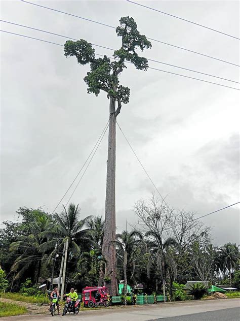 With frequent quakes, Agusan folk wary of danger from giant tree ...