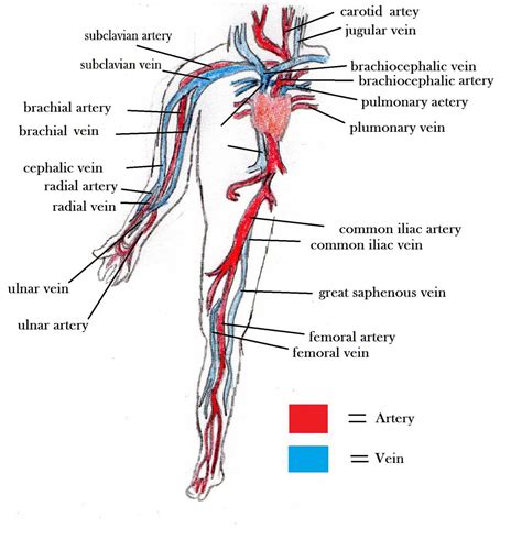 Leg veins and arteries diagram