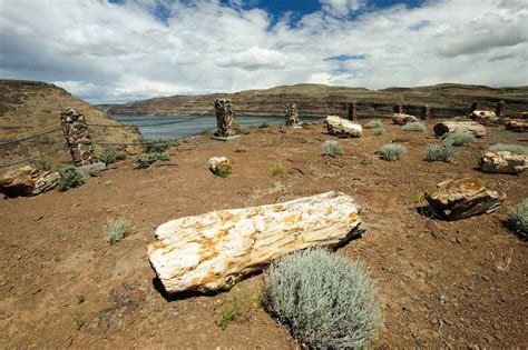 Ginkgo Petrified Forest - Beyond The Tent