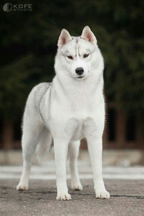 Silver white HUSKY … | Husky de sibérie, Animaux adorables, Chiot husky