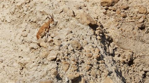 Climbing Nubian Ibex Capra Ibex Nubiana in Ein Gedi Nature Reserve ...