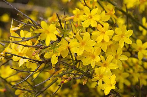 How to Grow Winter Jasmine (Jasminum Nudiflorum) | Gardener’s Path (2022)